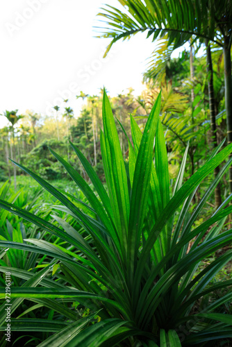 Pandan leaf grow in tropical forest