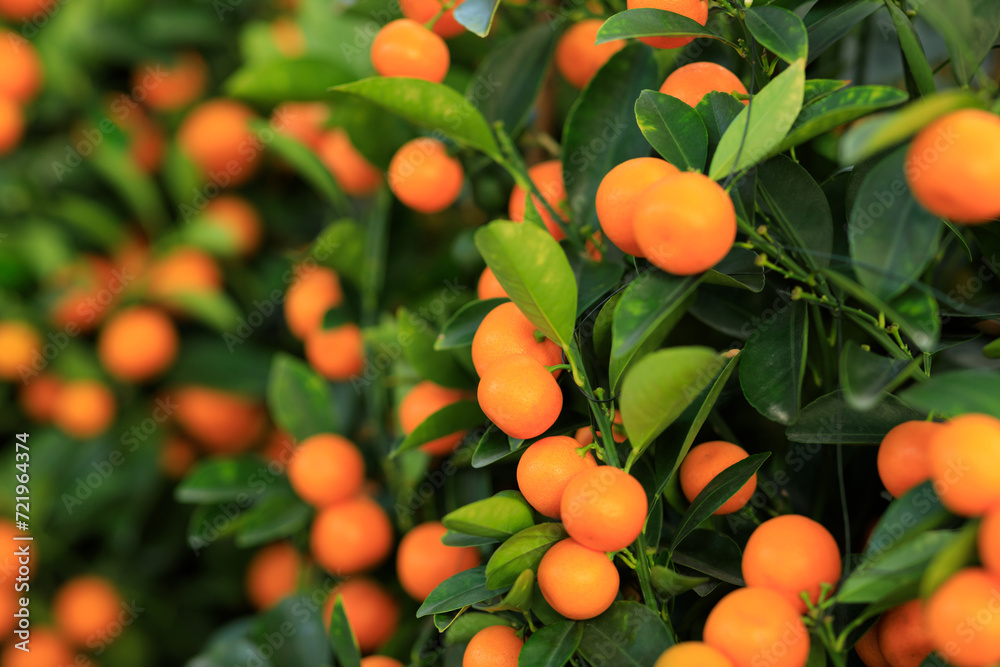 Potted oranges grow on tree for a happy chinese new year's decoration