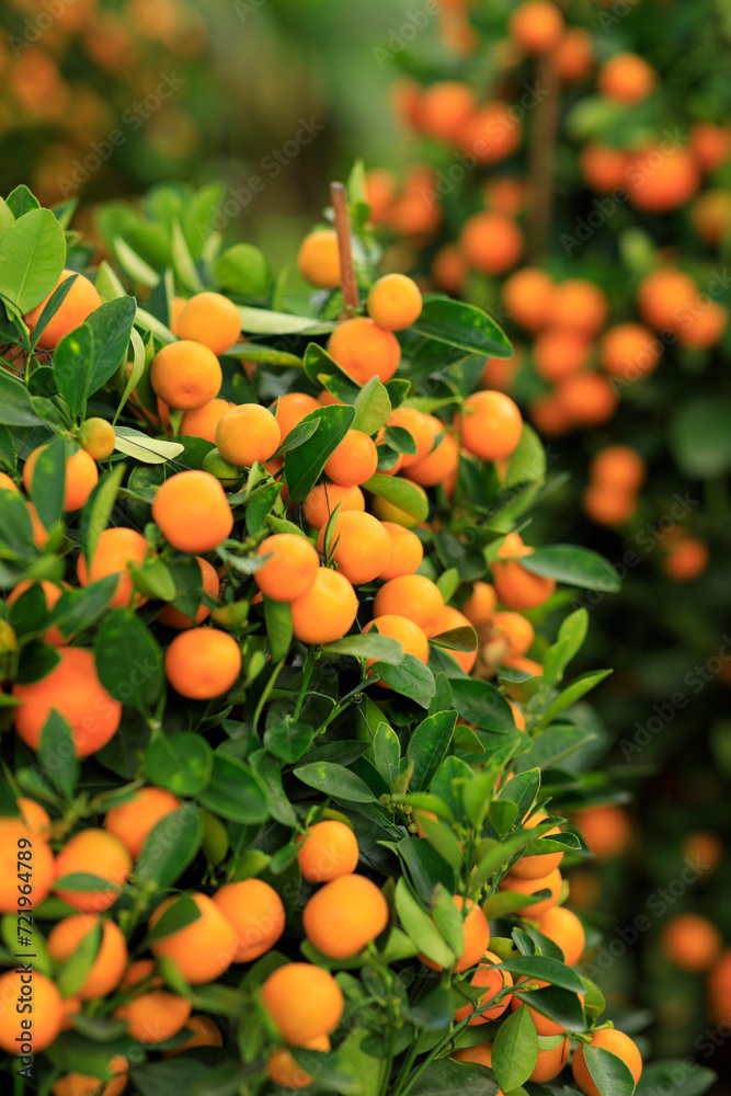 Potted oranges grow on tree for a happy chinese new year's decoration