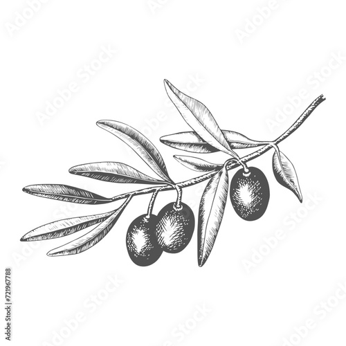 Hand drawn olive tree branch with olive fruit and leaves. Vintage botanical vector illustration isolated on white background. Engraved style. Botanical sketch in retro engraved style.