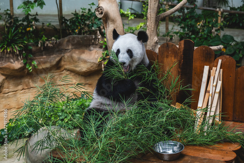 Female giant panda eating bamboo at Zoo Negara Malaysia