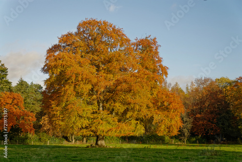 A Horse Chestnut at the edge of a Field with its leaves turning to Fall Colors under a light blue sky near to Edzell Village.