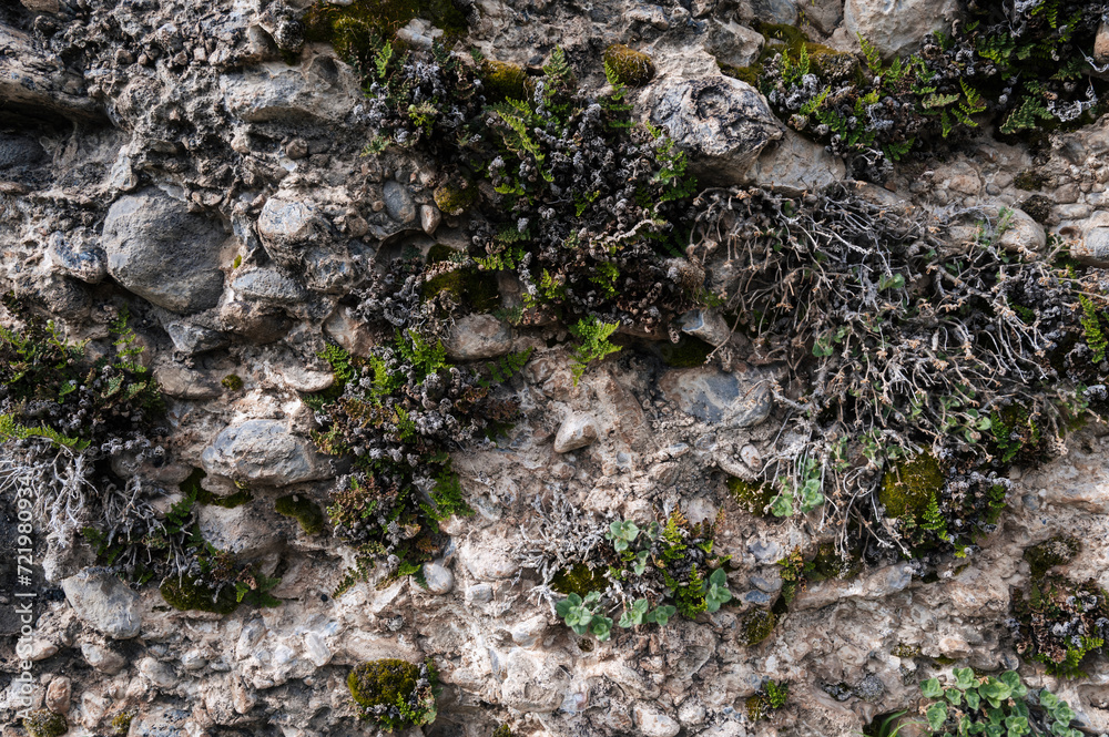 texture of a stone on a mountain with grass and moss close-up