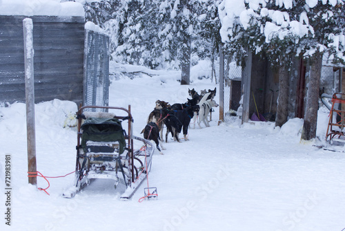 Sled dogs ready to race near Kiruna, Sweden © Stefano