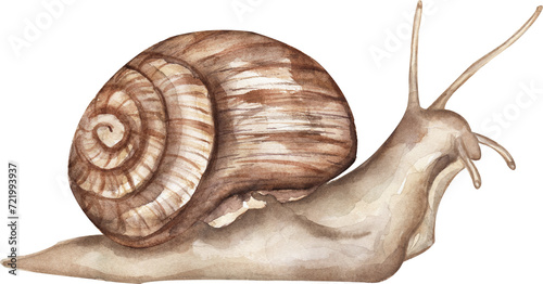 Watercolor snail illustration, graphic insect clipart photo