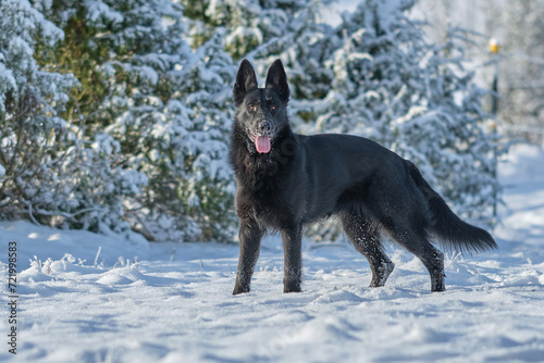 Beautiful black German Shepherd dog on a snowy meadow on a sunny day in Bredebolet in Skaraborg in Sweden in winter in February