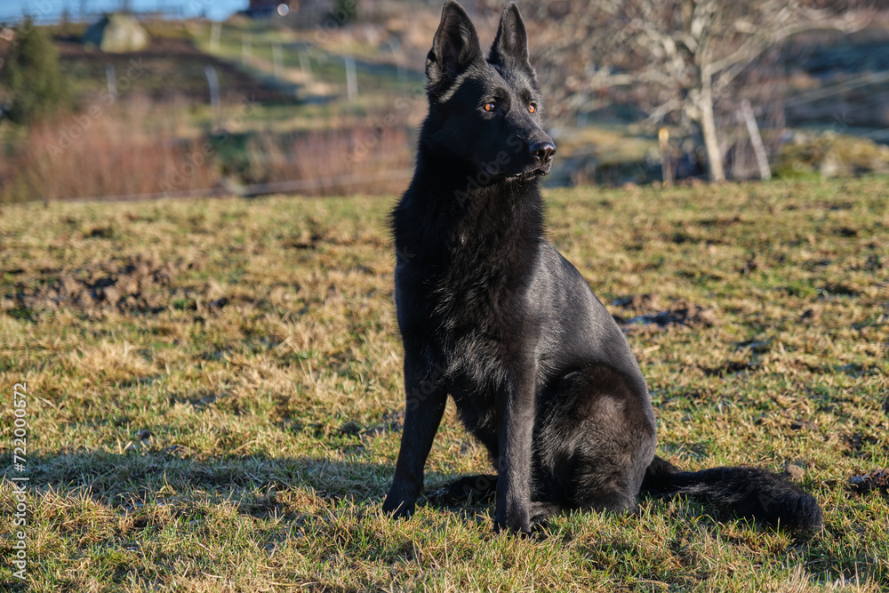 beautiful black German Shepherd she-dog in a meadow in Sweden countryside beautiful black German Shepherd she-dog in a meadow in Sweden countryside