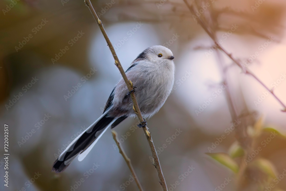 Fototapeta premium Aegithalos caudatus perched on twig