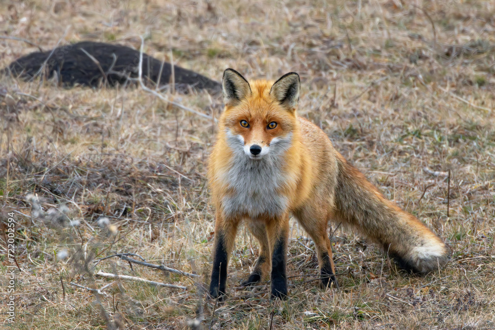 curious wild red fox curious wild red fox
