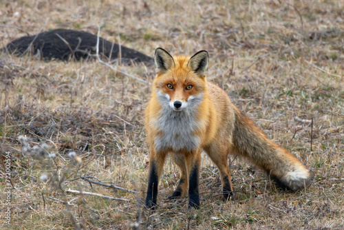 curious wild red fox © taviphoto