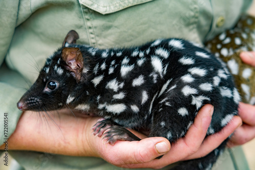 Canvas Print Baby orphan quoll are cared for by a volunteer in Tasmania, Australia