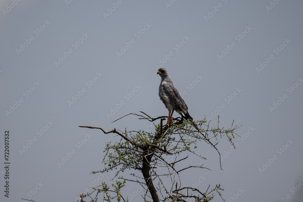 African Dusky Songhawk or Melierax canorus close up resting in a natural setting in Kenya National Park African Dusky Songhawk or Melierax canorus close up resting in a natural setting in Kenya National Park
