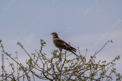 African Dusky Songhawk or Melierax canorus close up resting in a natural setting in Kenya National Park photo