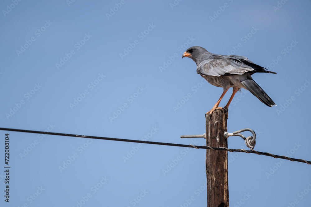 African Dusky Songhawk or Melierax canorus close up resting in a natural setting in Kenya National Park African Dusky Songhawk or Melierax canorus close up resting in a natural setting in Kenya National Park