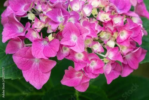 Pink hydrangea macrophylla or hortensia shrub in full bloom, close up photo © Linas T