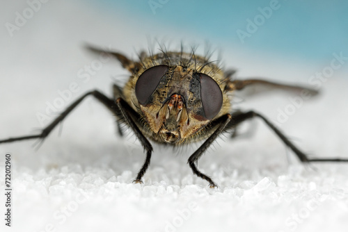 An extreme close up of a fly head taken with microscope objective. White sugar background