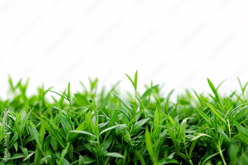 Green lawns with grass and plants on white background composition of plants on the sunny lawn. Green lawns with grass and plants on white background composition of plants on the sunny lawn.