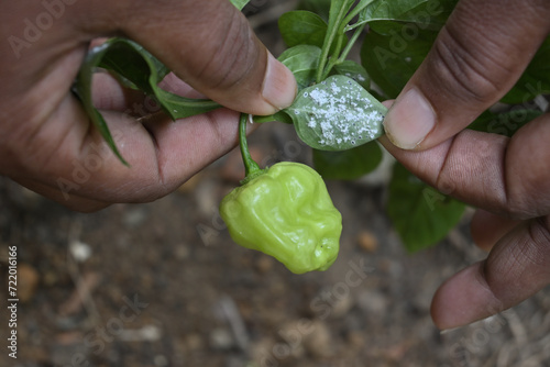 A farmer is inspecting and holding chili leaf underside that is covered with whiteflies photo