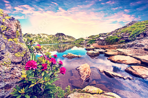 Obraz na płótnie Fascinating landscape with rhododendron flowers in the French Alps. (Harmony, tourism, meditation - concept) w salonie