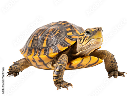 a turtle on a white background