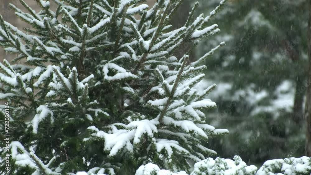 Winter scenery with snow falling on fir tree branch. Evergreen pine trees covered with fallen snow in winter forest. Christmas time Winter fairy tale. Snowing winter background. Falling snow. Snowfall Winter scenery with snow falling on fir tree branch. Evergreen pine trees covered with fallen snow in winter forest. Christmas time Winter fairy tale. Snowing winter background. Falling snow. Snowfall