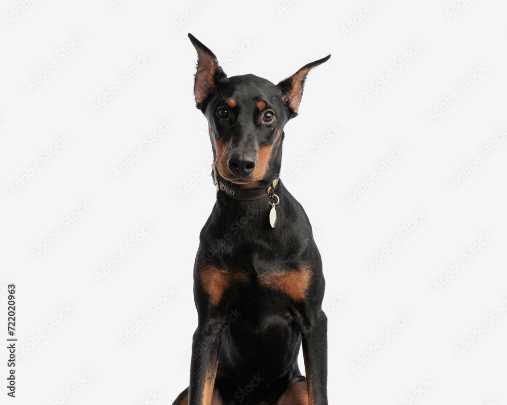 closeup of cute seated dobermann wearing collar