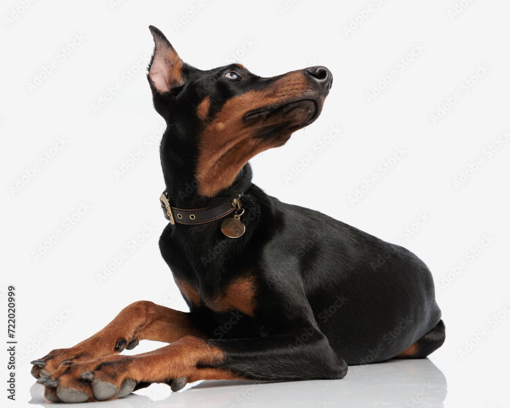 curious dobermann wearing collar looking up to side curious dobermann wearing collar looking up to side