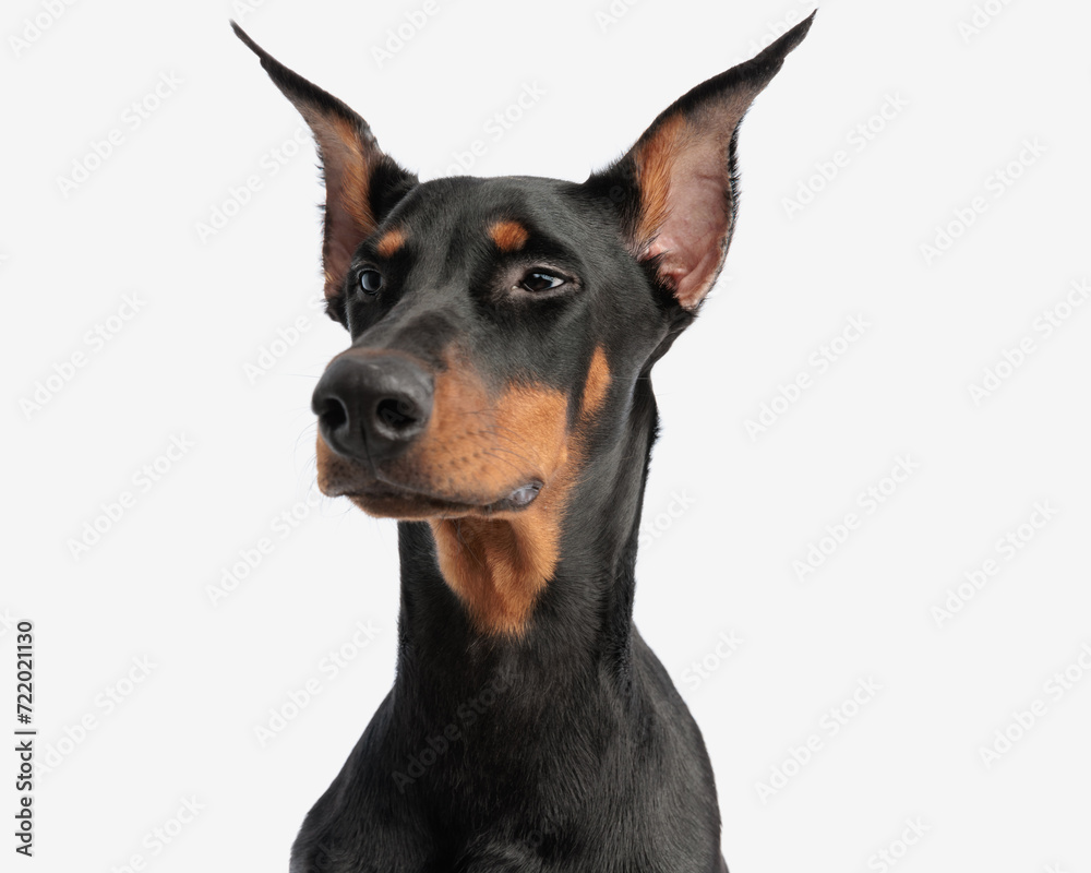 portrait of cute dobermann looking to side