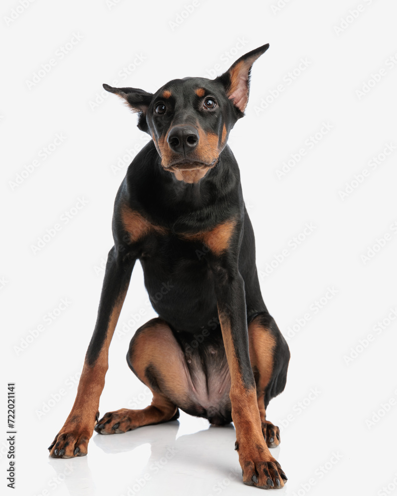 adorable doberman pinscher sitting adorable doberman pinscher sitting