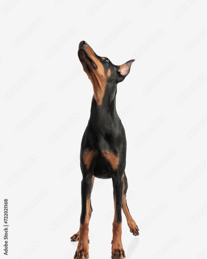 adorable dobermann looking up to side