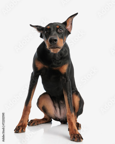 adorable doberman pinscher sitting