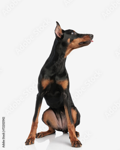 seated dobermann panting and looking to side