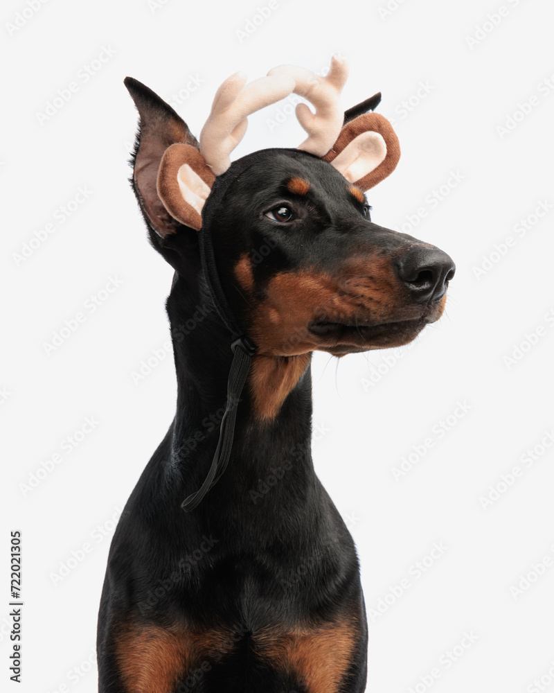 closeup of dobermann wearing reindeer antlers and ears