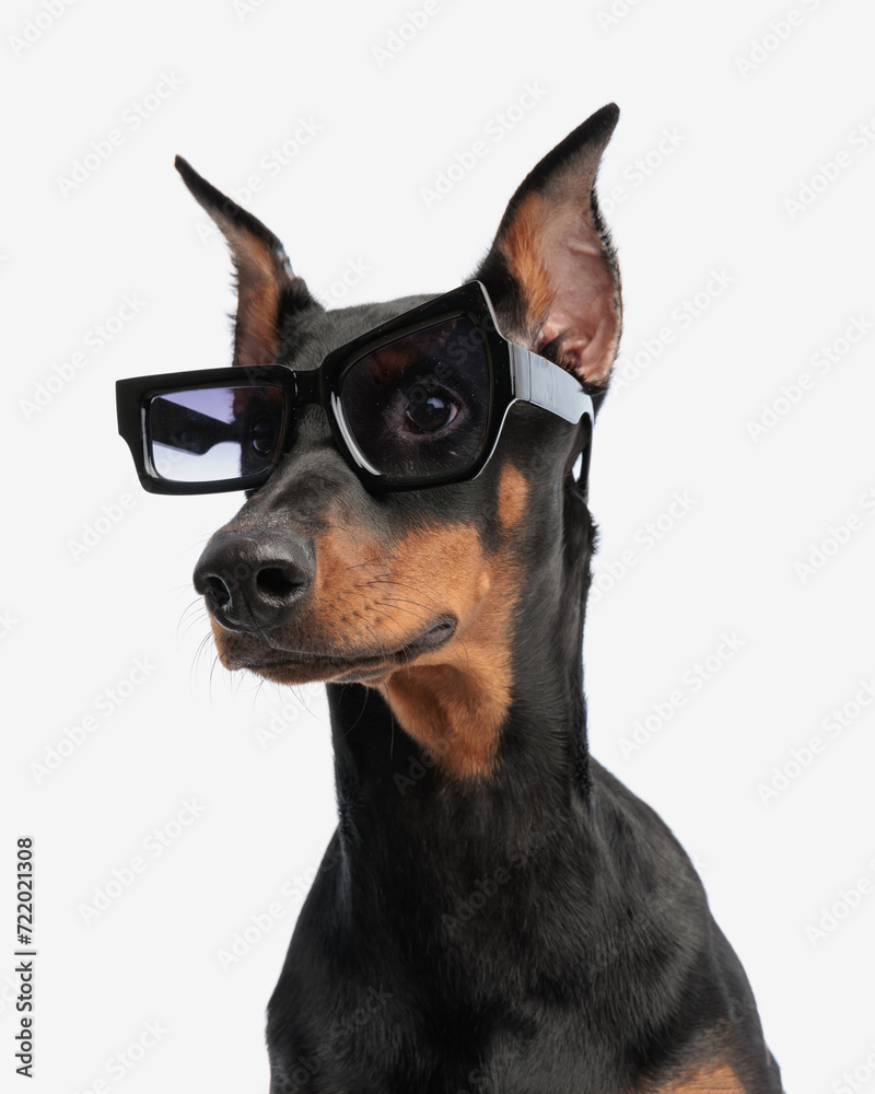 closeup of cute dobermann wearing nerd glasses closeup of cute dobermann wearing nerd glasses