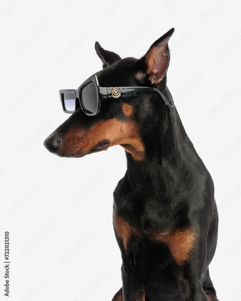 cute dobermann wearing big sunglasses looking down to side cute dobermann wearing big sunglasses looking down to side