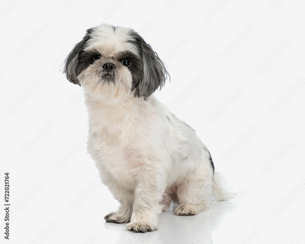 adorable shih tzu sitting