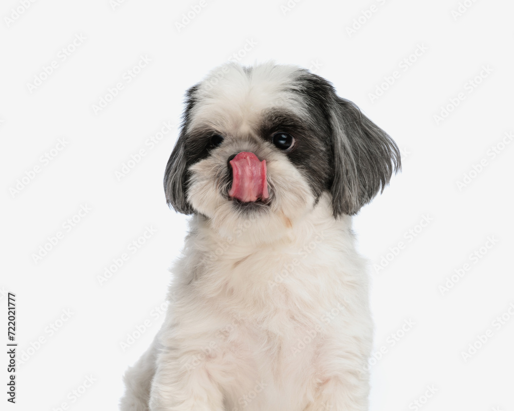 close up of hungry shih tzu licking its nose close up of hungry shih tzu licking its nose