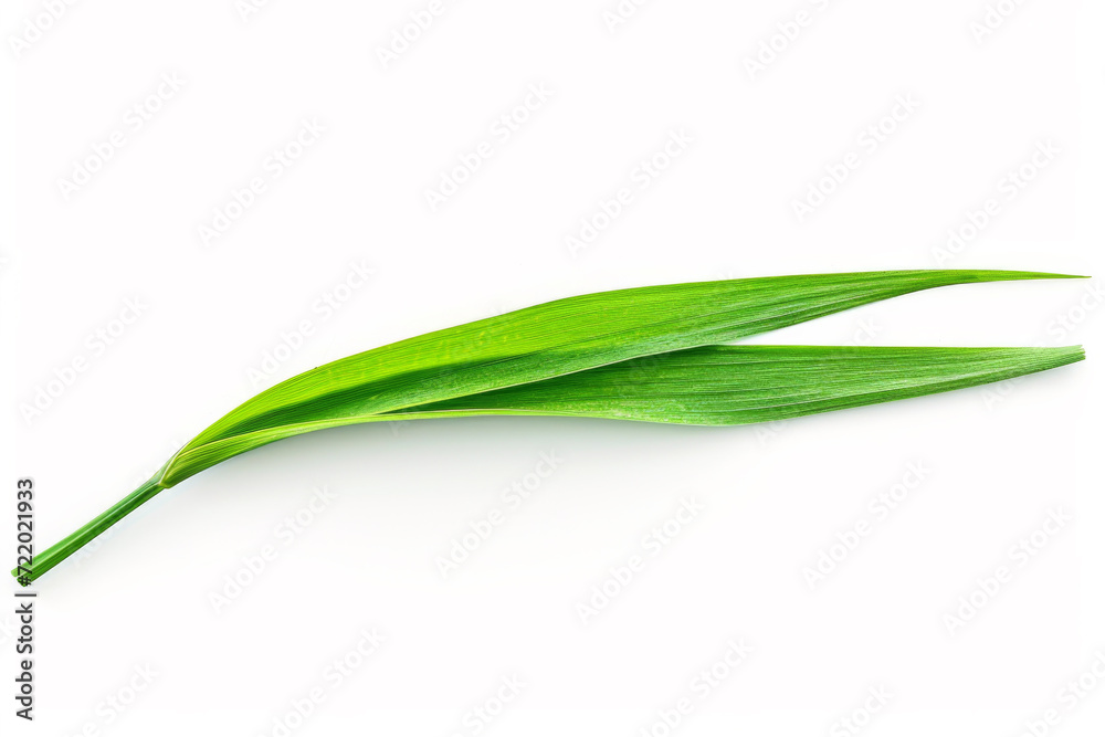 Blade of grass isolated on white background Blade of grass isolated on white background