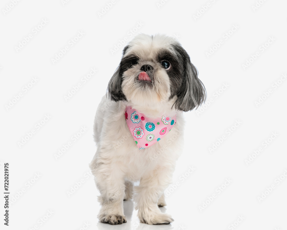 hungry shih tzu wearing pink scarf licking its nose hungry shih tzu wearing pink scarf licking its nose