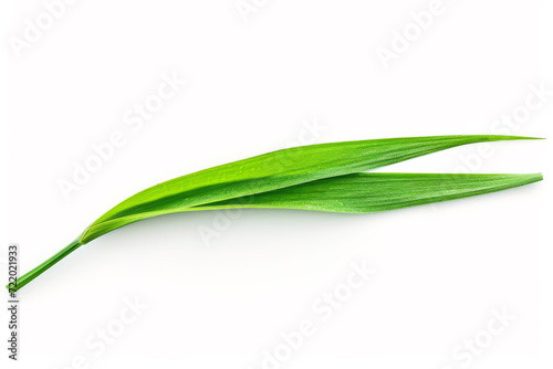  Blade of grass isolated on white background 