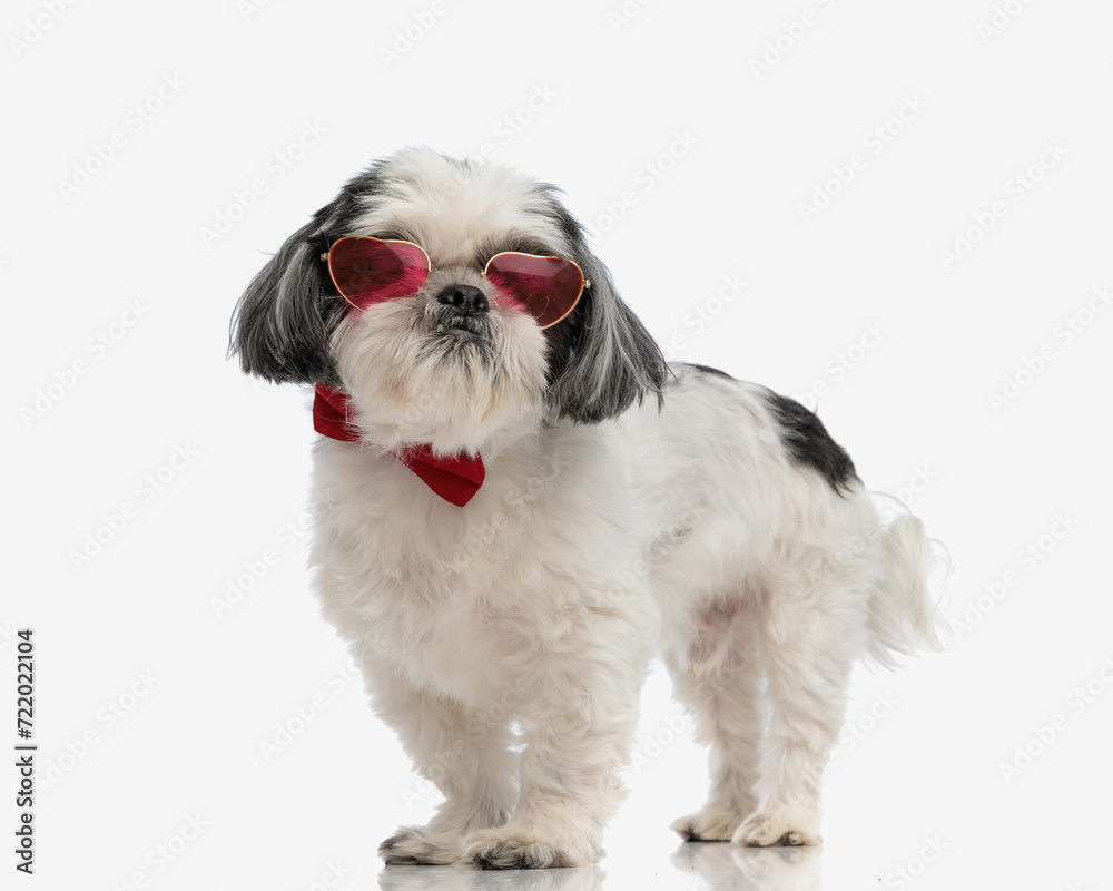adorable shih tzu wearing heart sunglasses and bowtie