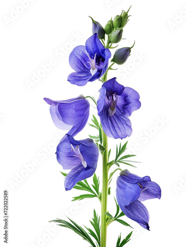 Aconitum (also known as aconite or monkshood), transparent background, isolated image, generative AI