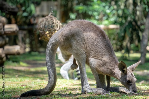 kangaroo in the zoo © Vandra