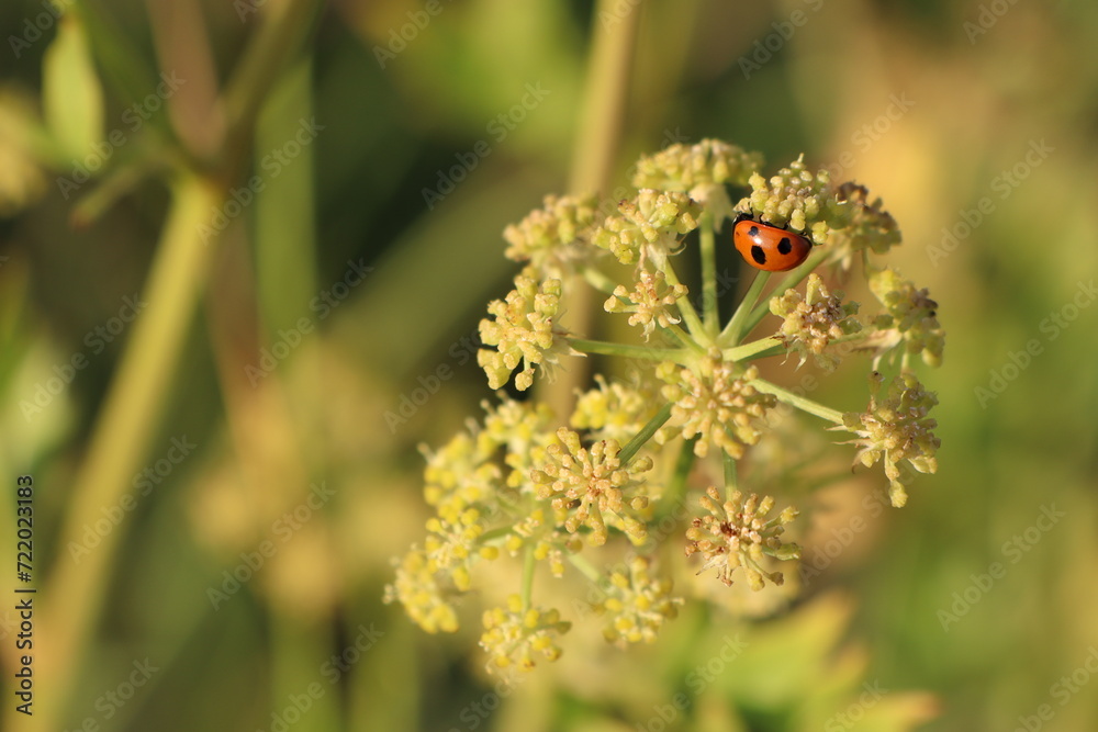 Ladybug insect standing on umbrella flower in field at sunset
