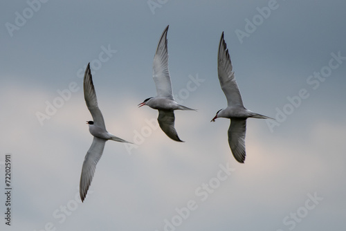 common tern in flight,
