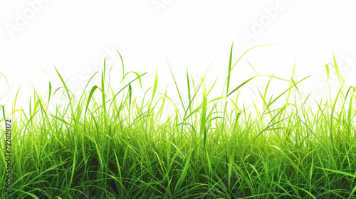 Grass on a white background.