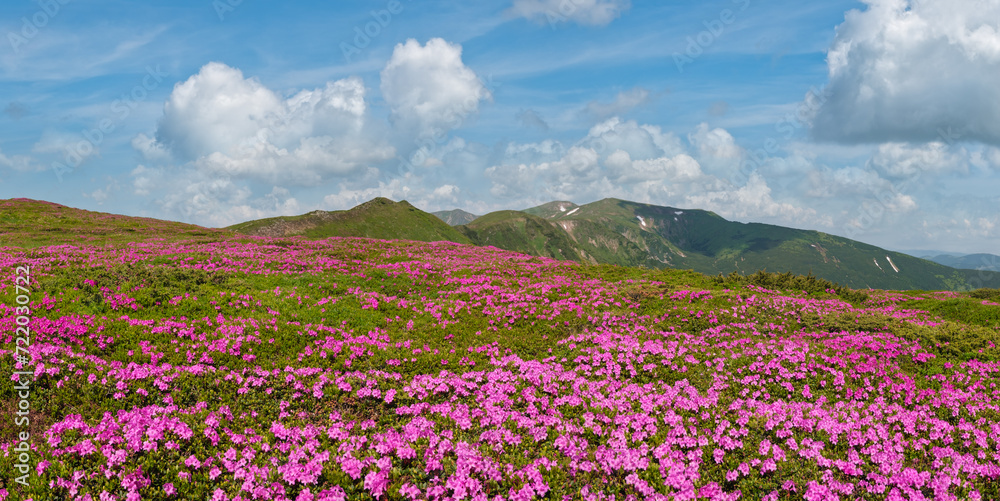 Blossoming slopes (rhododendron flowers) of Carpathian mountains.