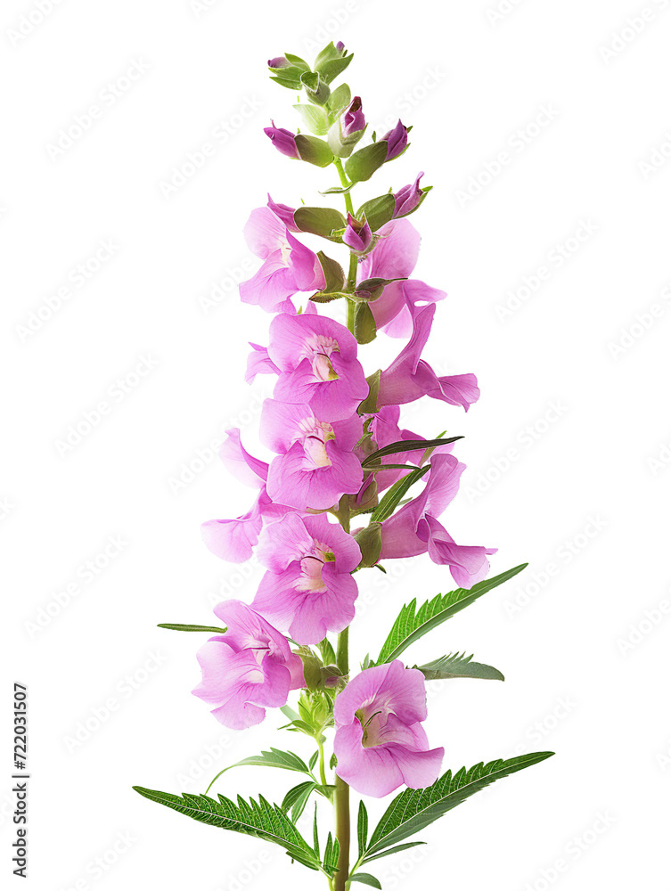 Angelonia (Summer snapdragon), transparent background, isolated image, generative AI