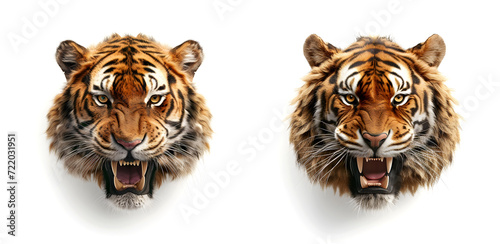 Tiger head set on a white background. Big cat roaring portrait.