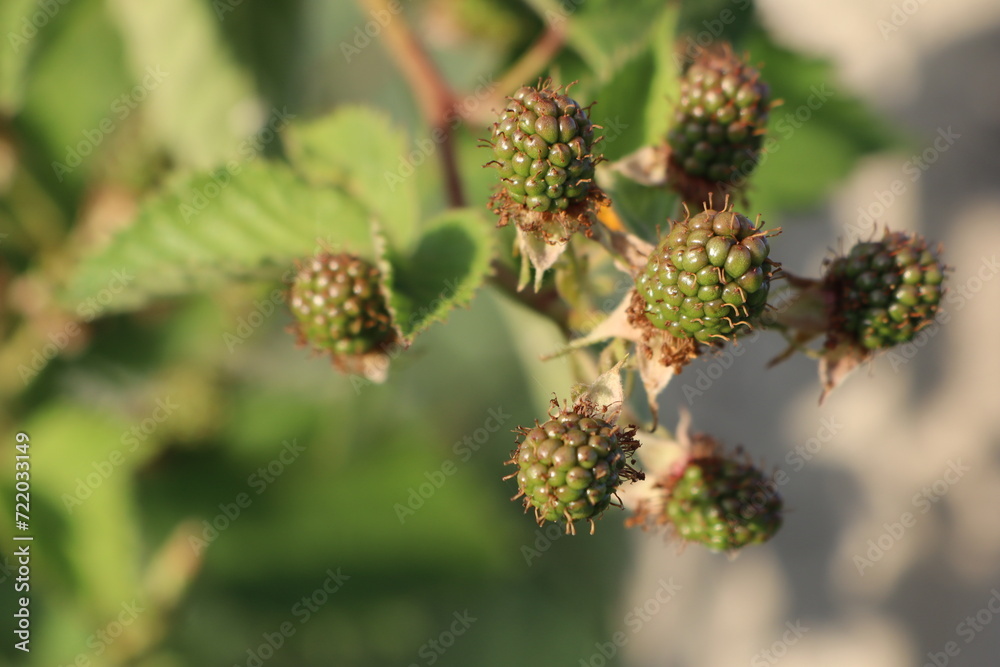 Unripe, unripe blackberries ripen in the sun in summer on branches among the leaves Unripe, unripe blackberries ripen in the sun in summer on branches among the leaves